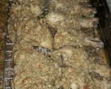 صورة لخطوة 4 من وصفة مشاوي ع طريقتي 🍗🍖