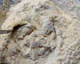 Φωτογραφία βήματος 2 της συνταγής Vegan ρολά κανέλας (cinnamon rolls)