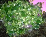 Foto langkah ke 5 dari resep Ayam cabe ijo...