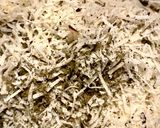 Une image de l'étape 1 de Plie, parmesan, basilic, basta.