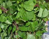 कुर्डुची भाजी (Kurduchi Bhaji Recipe In Marathi) रेसिपी स्टेप 1 फोटो 