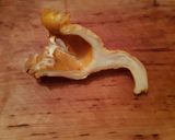 Une image de l'étape 1 de Sauce aux girolles.