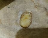 Foto langkah ke 3 dari resep Minuman Kunyit.