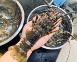 รูปขั้นตอนการทำที่ 1 ของ กุ้งมังกรอบเนยกระเทียม (ตัวเป็นๆ)