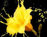 عکس مرحله 3 از دستور دسر هلو و زرد آلو 🍑🍸💛💚