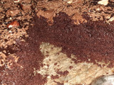 Gâteaux aux chocolat