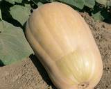 Fried Cooking Squash (Cucumbita sp.)