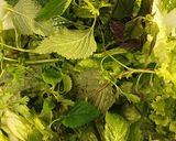 Hình bước làm 1 của món Salad rau xà lách và các loại rau thơm