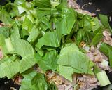 炒泡麵的食譜步驟2照片