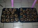 Donas bañadas en chocolate