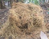 Hình bước làm 2 của món Cá lóc đồng thui rơm