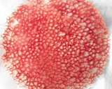 Foto del paso 2 de la receta: Crujiente Coral de remolacha