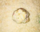 Foto langkah ke 8 dari resep Macaroni Cheese Ball.