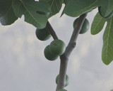 அத்திக்காய் சாம்பார்(atthikkai sambar recipoe in tamil) ரெசிபி ஸ்டேப் 1 புகைப்படம்