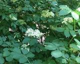 Elderflower Cordial #mycookbook recipe step 1 photo