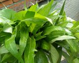 Foto langkah ke 1 dari resep Kangkung Tumis.