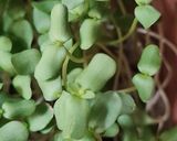 Foto del paso 11 de la receta: Brotes de lino 🌱 Germinación de semillas de lino marrón en germinador de arcilla 🌱