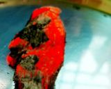 A picture of step 5 of Chicken tandoori tikka cutlet🍽.