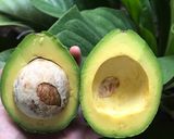 Foto langkah ke 2 dari resep Avocado Toast.