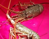 Foto langkah ke 1 dari resep Lobster Asam Manis Ala Al Khair.