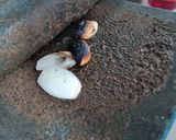 Foto del paso 4 de la receta: Chichilo de pollo