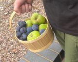A picture of step 2 of Cooking Apples and Damson Plums Crumble.