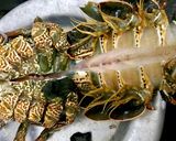 A picture of step 1 of Lobster with Garlic Butter and Cheese 🦐.