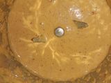 পটল তিল পোস্ত(potol teel posto recipe in Bengali)