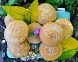 Foto del paso 5 de la receta: Magdalenas de manzanilla y miel🍯