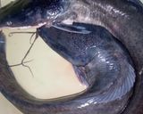 A picture of step 2 of Grilled fish.