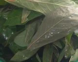 Foto langkah ke 2 dari resep Gulai Singkong ala Nias.