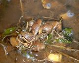 A picture of step 3 of Tamarind juice.
