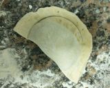 Foto del paso 9 de la receta: Empanada de Vigilia