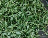 होममेड कसूरी मेथी (Homemade kasoori methi recipe in Hindi) रेसिपी चरण 2 फोटो