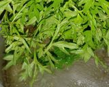 Foto langkah ke 2 dari resep Lodeh Daun Kenikir & Labu Siam.