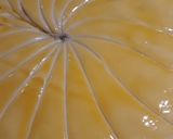 Une image de l'étape 7 de ☆Galette des Rois Chocolat Praliné☆.