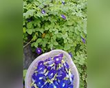 Foto langkah ke 1 dari resep Es bunga Telang jeruk nipis.