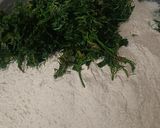 A picture of step 2 of Methi Lauki Thepla.