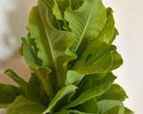 A picture of step 1 of Lettuce mushrooms omelette.