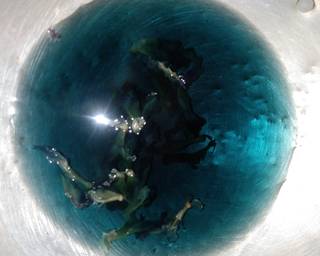 Dawet Bunga Telang - Step 1