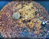 Foto del passaggio 4 della ricetta Composta di Cipolle di Breme all’Aceto Balsamico e Rum