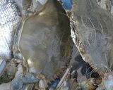 Foto del passaggio 2 della ricetta Pennoni rigati con salsa al "granchio blu"