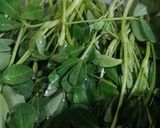 A picture of step 1 of Gobhi with methi.