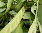 Foto langkah ke 1 dari resep Cah Kangkung Telur Puyuh.