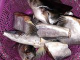Patin bumbu kuning