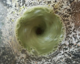 Foto del paso 3 de la receta: Smoothie: manzana - almendras - espinacas