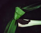 Gambar langkah 5 resipi Jantung Pisang Masak Lemak Cili Padi.