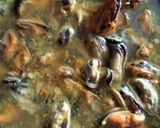 Foto langkah ke 3 dari resep Kerang kijing.