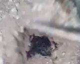 صورة لخطوة 2 من وصفة عصيدة تمر