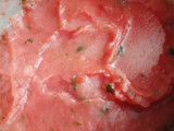 Water melon sorbet
